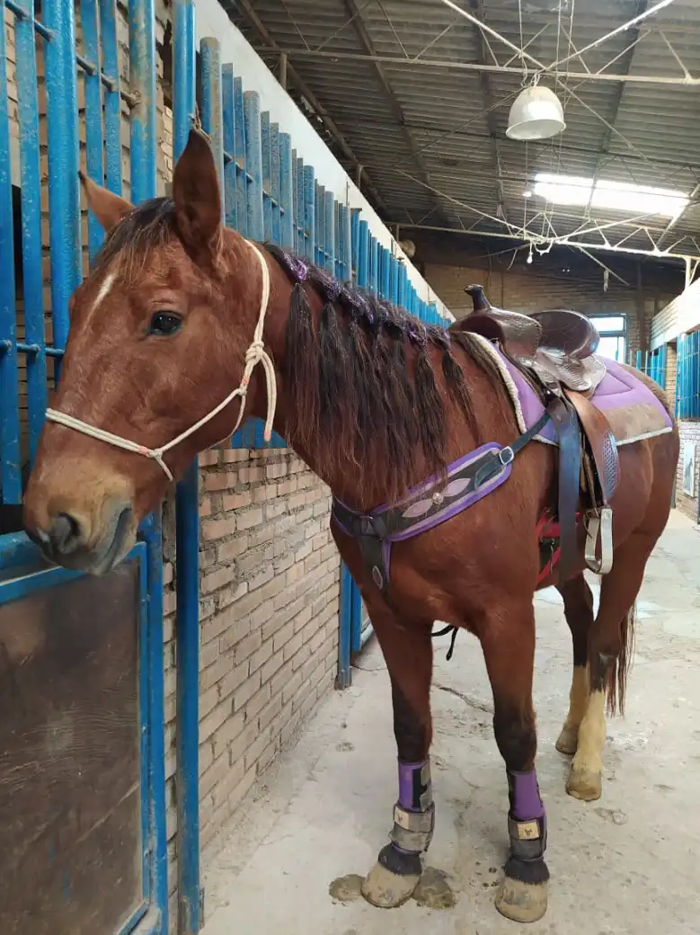 Espacio cubierto MF Horse